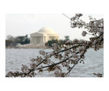Washington DC Cherry Blossom with Jefferson Memorial