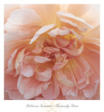 Heavenly Rose
