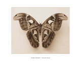 Attacus Atlas