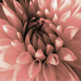 Pink Dahlia