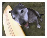 surf dog