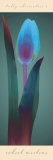 Tulip Chromatics I