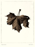 Norway Maple