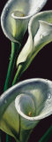 Dewdrop Callas