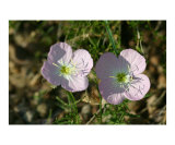 Pink Evening Primrose