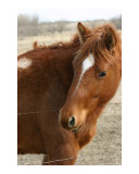 Hay Good Lookin'
