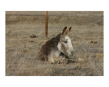 Pasture Potato