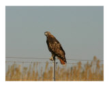 Red Tail Hawk