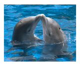 Dolphin kiss