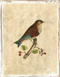Selby Birds III