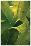 Amazon Canopy