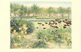 Old Time Flower Gardens III