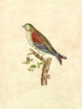 Selby Birds VI