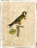 Selby Birds I