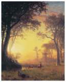 Light in the Forest