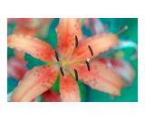 Vibrant Tiger Lily
