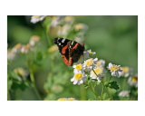 Monarch Butterfly on Daisies