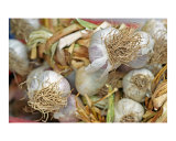 Garlic - Lily