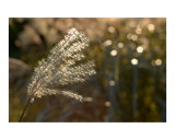 Feather Grass