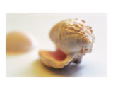 Sea Shell