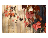 Japanese Maple
