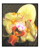 EXOTIC ORCHID