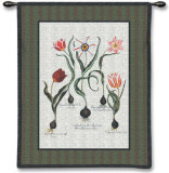 Tulip Study II