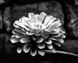 Zinnia