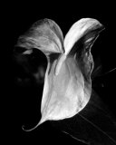 Anthurium