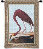 Greater Flamingo