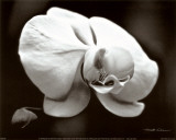 White Orchid