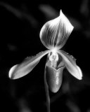 Orchid