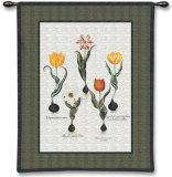 Tulip Study I
