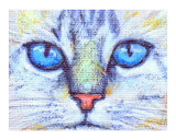 Calico Tabby Cat Eyes