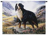 Bernese Mountain Dog