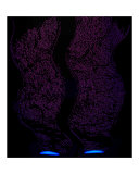 Torso Dance  Blue