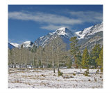 Aspen Grove