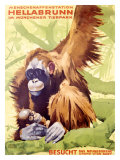 Munich Zoo  Ape