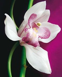 Orchid