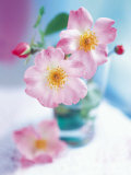 Dog Roses