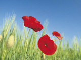 Poppies