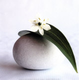 Flower and Pebble