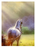 Rays of Light