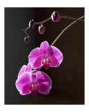 Orchids