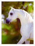 Graceful Beauty