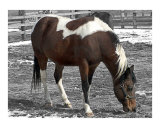 Beautiful Pinto