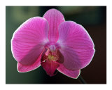 Orchid