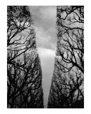 Trees seen as a sculpture 3