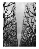 Trees seen as a sculpture 2