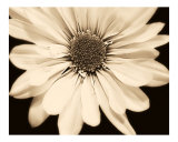 Flower In Sepia